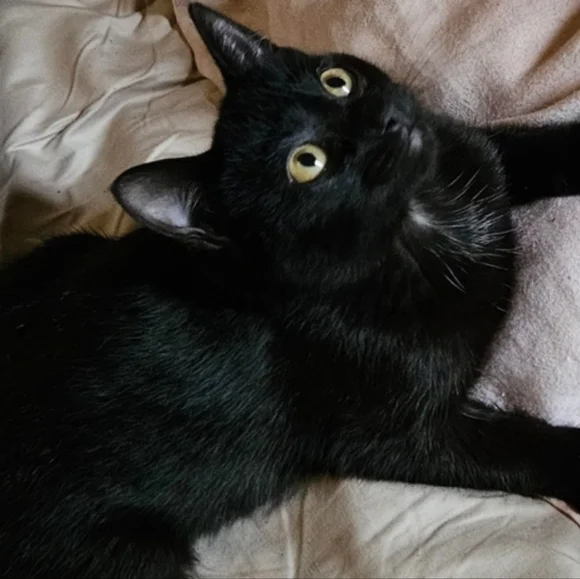 FRIDAY's THEME LIVE SHOWS NOTIFICATION |  jems_menagierie - Picture 13 of 15